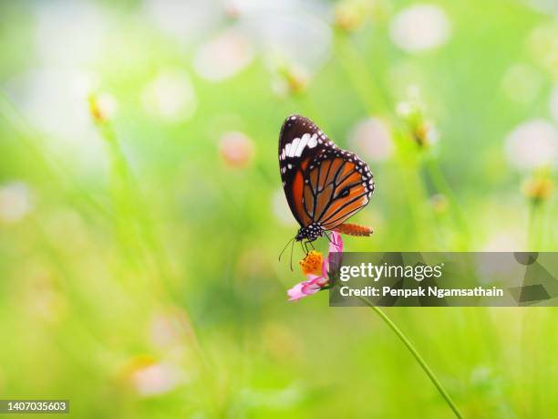 butterfly on flower animal nature background - macro animal stock-fotos und bilder