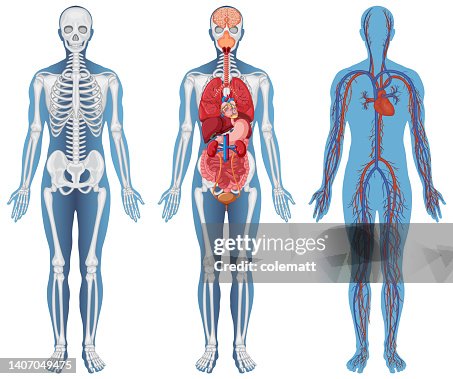 Anatomical Structure Human Bodies High-Res Vector Graphic - Getty Images
