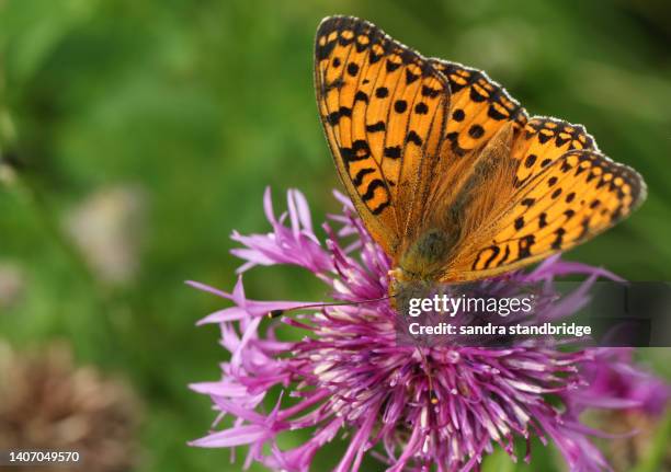 a dark green fritillary butterfly, argynnis aglaja, nectaring on a greater knapweed flower growing in a meadow. - grote parelmoervlinder stockfoto's en -beelden
