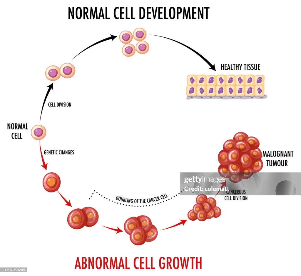 Cell To Human Diagram Showing Normal Cell Development High-Res Vector Graphic - Getty ...