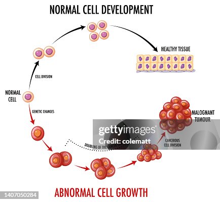 Normal Cell First Evulation Diagram Showing Normal Cell Development High-Res Vector Graphic - Getty ...