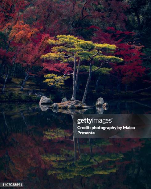 autumn tree in japan - presente stock pictures, royalty-free photos & images