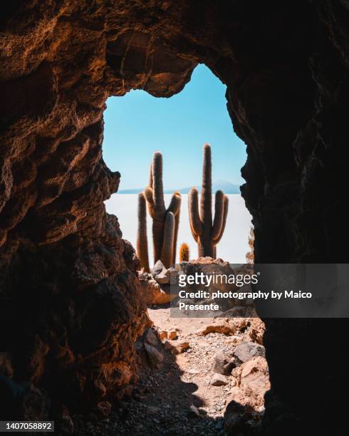 two cactuses in the bolivian desert - altiplano bildbanksfoton och bilder