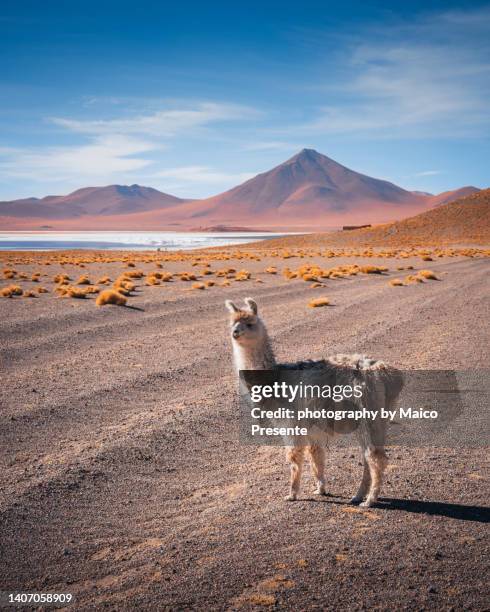 alpaca in the bolivian desert - salar de uyuni photos et images de collection