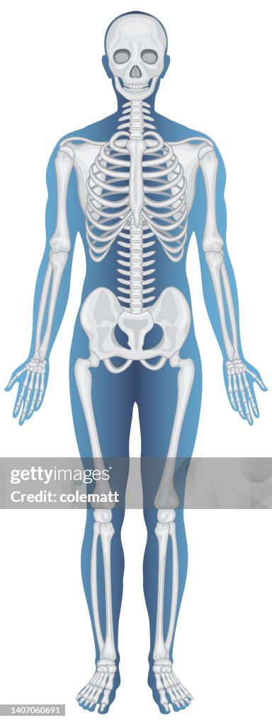 Anatomical Structure Human Skeleton High-Res Vector Graphic - Getty Images