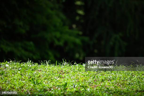 close-ups of green lawns and blurred woods background - lush lawn stock pictures, royalty-free photos & images