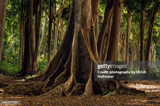 mahua forests on the beach side at havelock island, andaman and nicobar islands - bosque primario fotografías e imágenes de stock