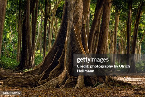 Mahua forests on the beach side at Havelock Island, Andaman and Nicobar Islands