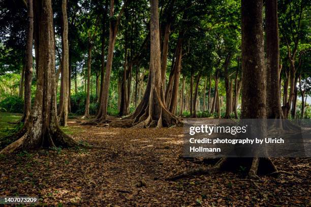 mahua forests on the beach side at havelock island, andaman and nicobar islands - andaman and nicobar islands forest stock pictures, royalty-free photos & images