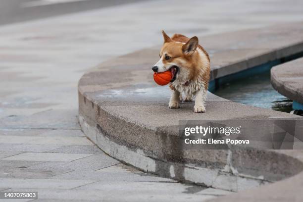 cute purebred dog playing with red ball at the city street - off leash dog park stockfoto's en -beelden
