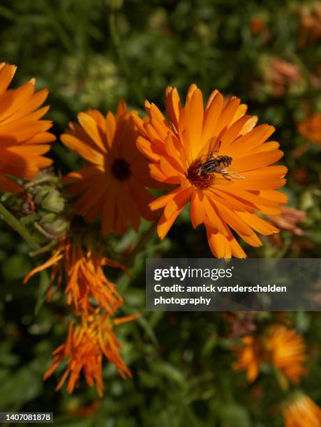 pot marigold - calendula stockfoto's en -beelden