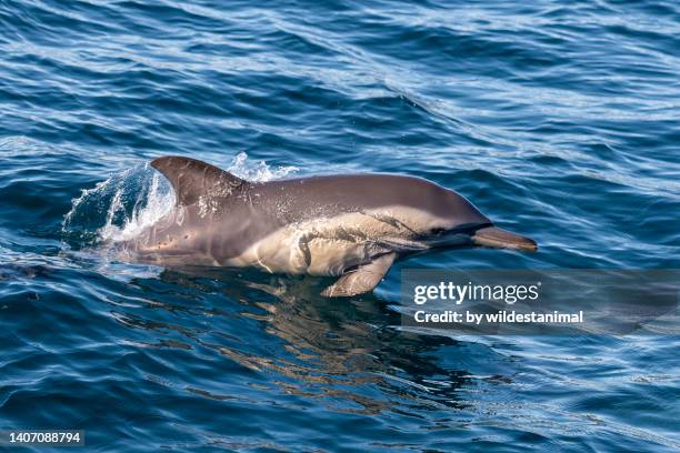 common dolphin breaching, montague island. - baby dolphin stock pictures, royalty-free photos & images