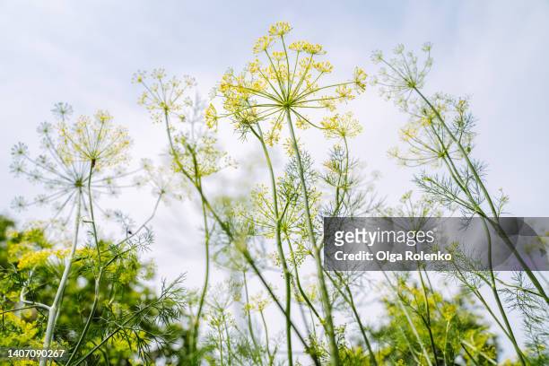 yellow and green blooming  dill inflorescence field against blue sky. low angle view - dill fotografías e imágenes de stock