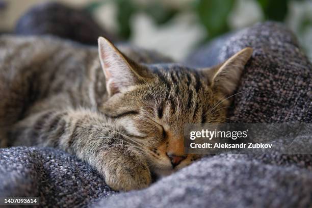 sleeping striped fluffy gray kitten. the cat is curled up on a blanket or in a pet crib, resting on a hot day, relaxing. favorite pets, their adoption. the concept of love and care for animals. - gatto soriano foto e immagini stock