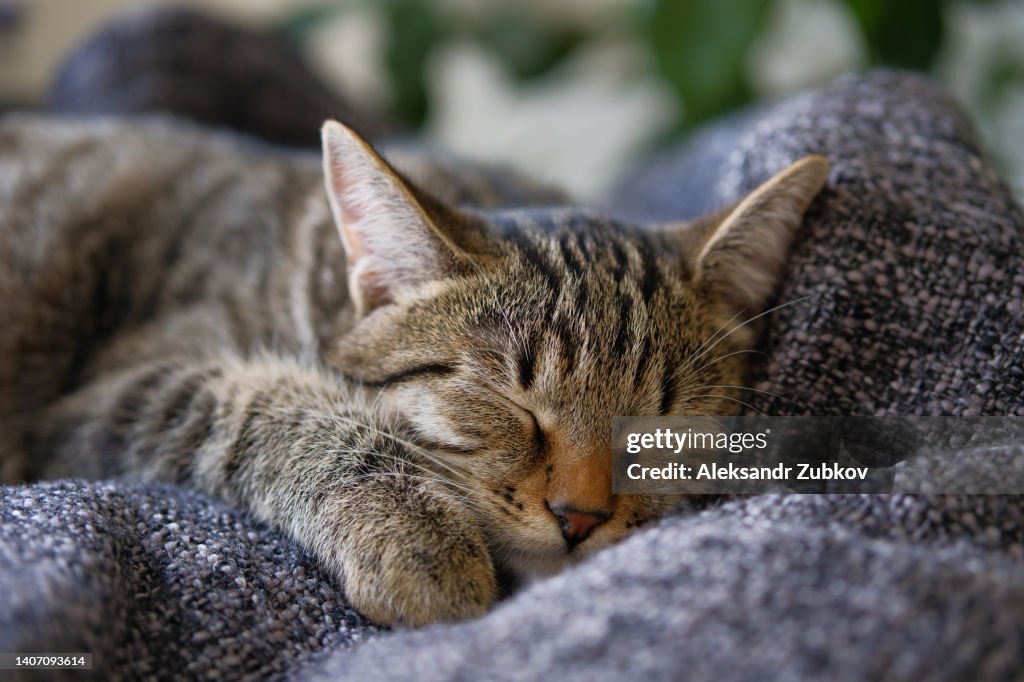 Sleeping Striped Fluffy Gray Kitten The Cat Is Curled Up On A Blanket Or In A Pet Crib Resting On A Hot Day Relaxing Favorite Pets Their Adoption The Concept Of Love Sleeping Striped Fluffy Gray Kitten The Cat Is Curled Up On A Blanket Or In A Pet Crib Resting On A Hot Day Relaxing Favorite Pets Their Adoption The Concept Of Love