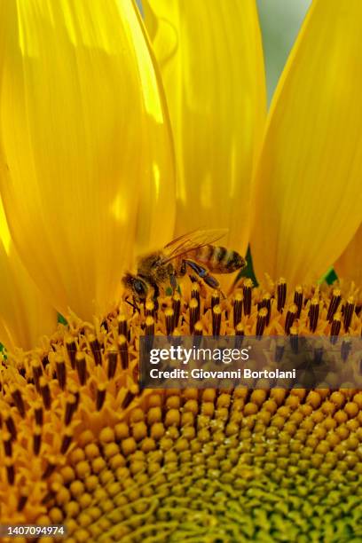 sunflowers with bee - flower close up stock pictures, royalty-free photos & images