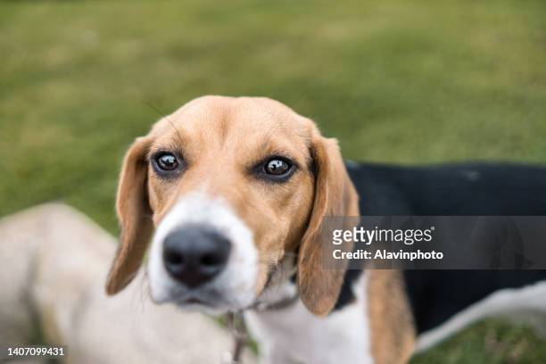 portrait beagle dog - perro de pura raza fotografías e imágenes de stock