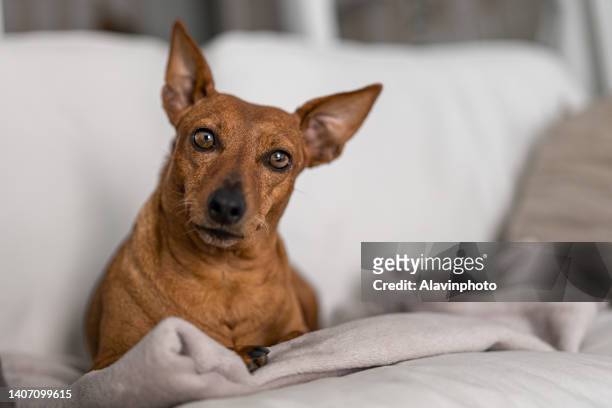 portrait of pinscher dog on the sofa at home - puppy eyes stock pictures, royalty-free photos & images
