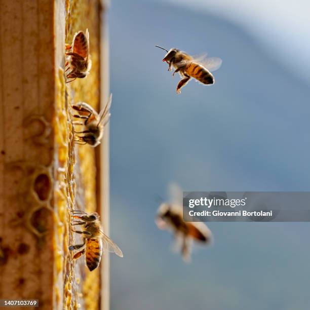 bees fly on the honeycomb - polinização imagens e fotografias de stock