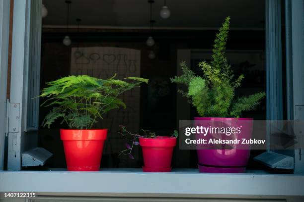 green plants in flower pots stand on the windowsill. view from the street. a building or house with an open window. - ledge stock pictures, royalty-free photos & images