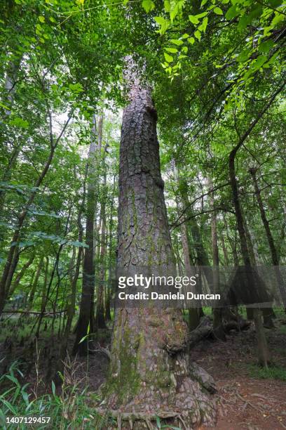 old growth loblolly pine tree - loblolly pine stock pictures, royalty-free photos & images