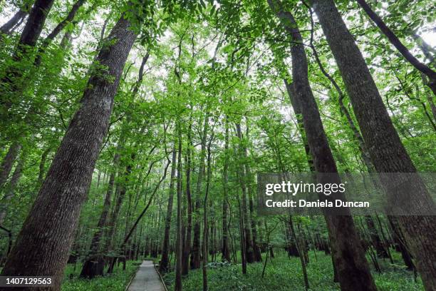 into the forest - pinus taeda stock pictures, royalty-free photos & images