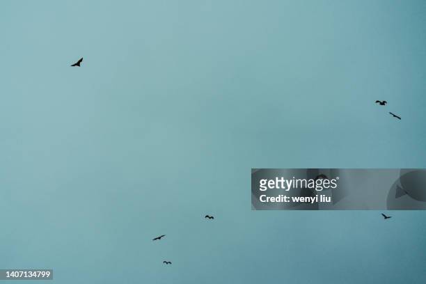 a flock of bats in the sky - vampire silhouette stock pictures, royalty-free photos & images