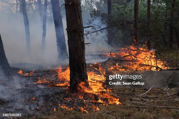 Flames consume dry underbrush in a forest fire on July 06, 2022 near Lieberose, Germany. Fire crews are currently hampered because the fire, which...