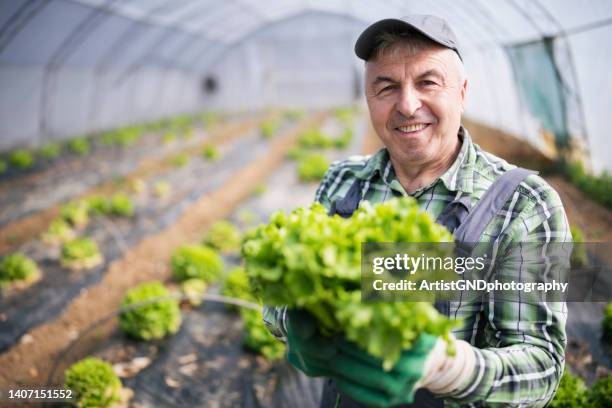smiling senior farmer holding fresh green salads from greenhouse production. - grönsallad bildbanksfoton och bilder