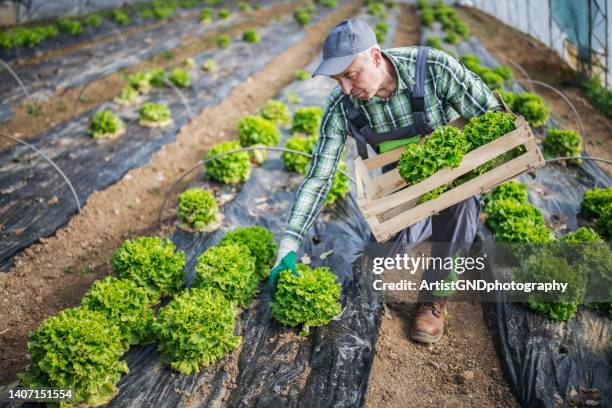 active senior male farmer working in a greenhouse. - grönsallad bildbanksfoton och bilder