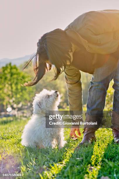 puppy dog plays with mistress - dog number 2 stock pictures, royalty-free photos & images