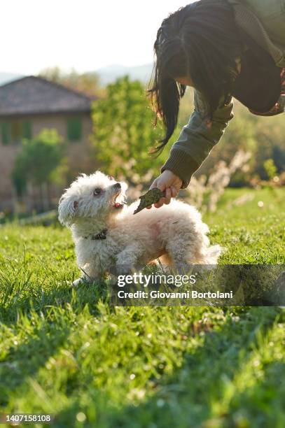 puppy dog plays with mistress - dog number 2 stock pictures, royalty-free photos & images