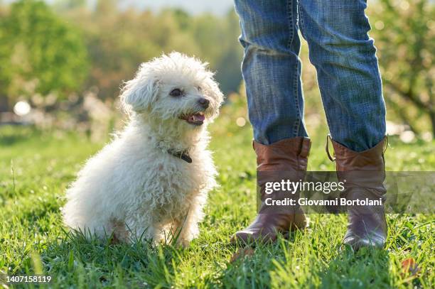 puppy dog plays with mistress - dog number 2 stock pictures, royalty-free photos & images