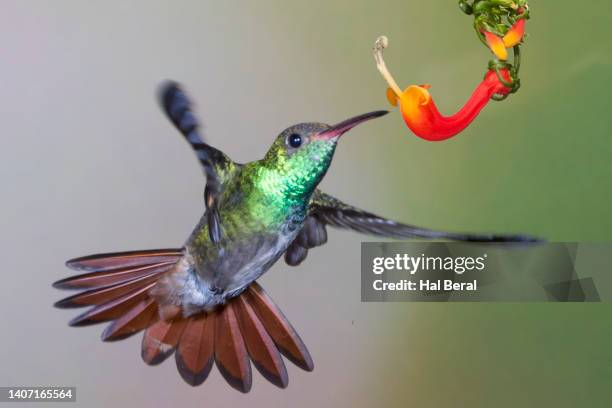 rufous-tailed hummingbird flying to flower - braunschwanzamazilie stock-fotos und bilder
