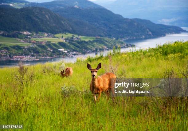 grazing deer in vernon british columbia - thompson okanagan region british columbia stock pictures, royalty-free photos & images