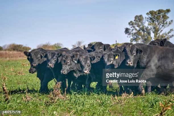 black bull brangus in the argentine countryside - angus cattle stock-fotos und bilder