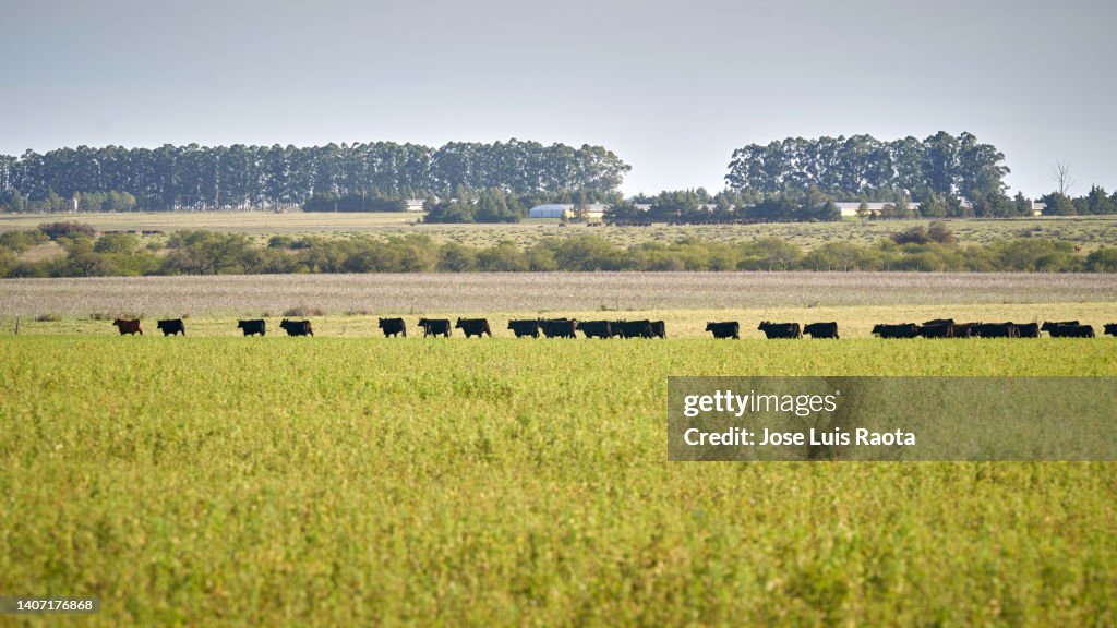 The Brangus is an American hybrid breed of beef cattle derived from cross-breeding of American Angus and Brahman stock.