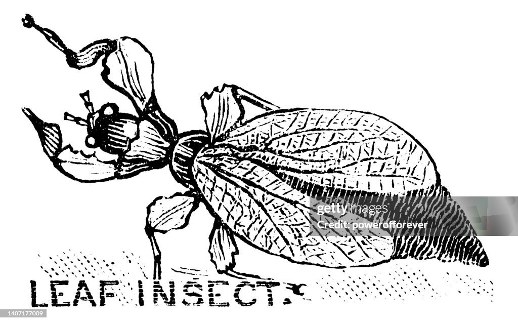 Phylliidae or Leaf Insect - 19th Century