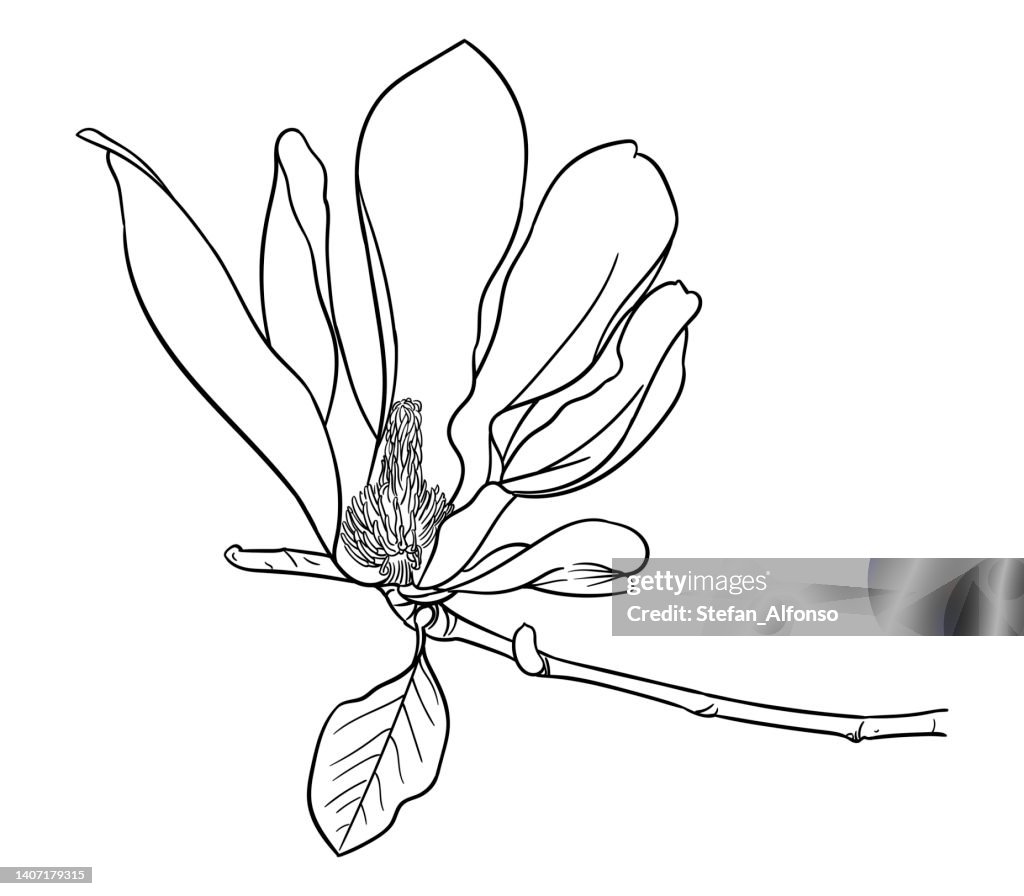 Dibujo Vectorial De Una Flor Y Rama De Magnolia Ilustración de stock -  Getty Images