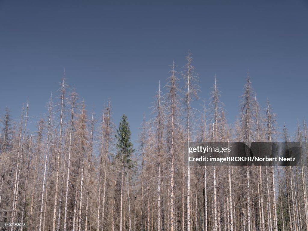Dead, dead spruces (Picea), tree death, near Clausthal-Zellerfeld, Harz Mountains, Lower Saxony, Germany