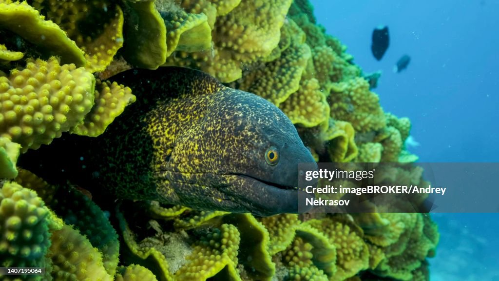Yellow Edged Moray Eel (Gymnothorax flavimarginatus) peeks out of its Lettuce coral or Yellow Scroll Coral (Turbinaria reniformis) . Close-up. Red sea, Egypt