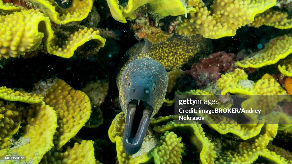 Yellow Edged Moray Eel (Gymnothorax flavimarginatus) peeks out of its Lettuce coral or Yellow Scroll Coral (Turbinaria reniformis) . Close-up. Red sea, Egypt