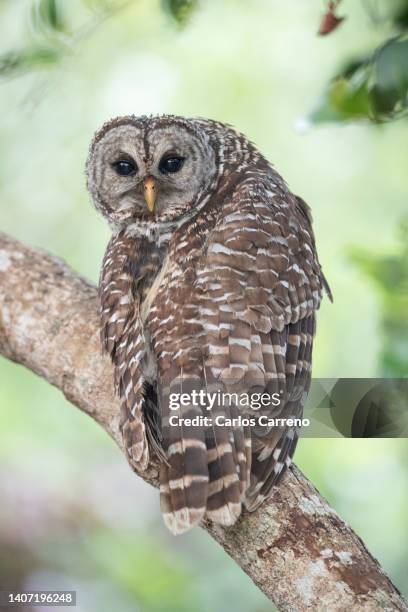 barred owl perched in everglades - barred owl stock pictures, royalty-free photos & images