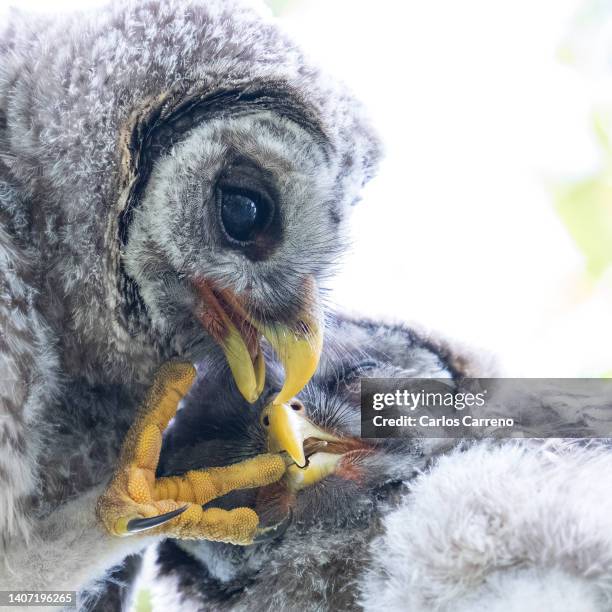 barred owlets siblings - barred owl stock pictures, royalty-free photos & images