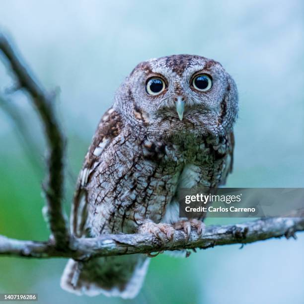 screech owl perching - assiolo americano foto e immagini stock