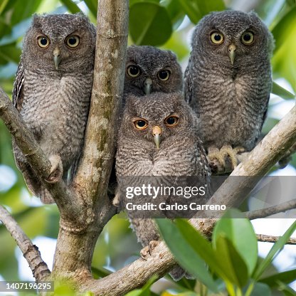 254点のヒガシアメリカオオコノハズクのストックフォト Getty Images 254点のヒガシアメリカオオコノハズクのストックフォト Getty Images