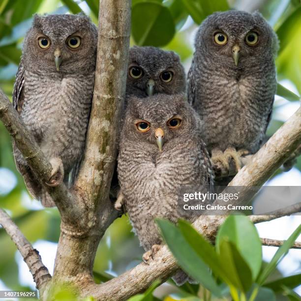 four screech owl siblings - mocho de orelhas americano imagens e fotografias de stock