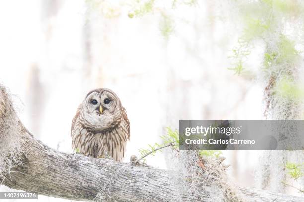 barred owl perched - barred owl stock pictures, royalty-free photos & images