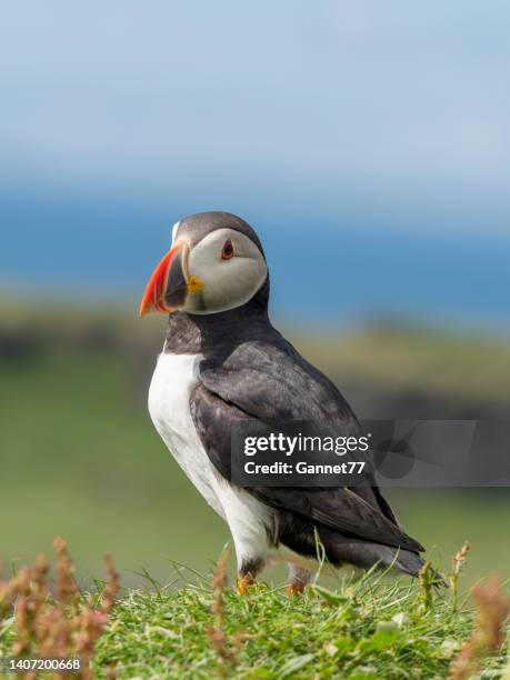 a puffin on the island of lunga, scotland - precious lunga 個照片及圖片檔