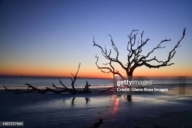 boneyard beach at sunrise - jekyll island stockfoto's en -beelden